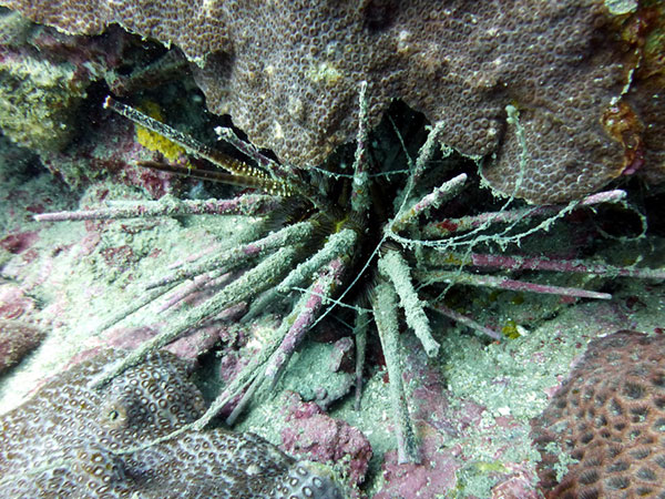 環棘鋸棘頭帕大棘上經常附生許多藻類與其他生物。