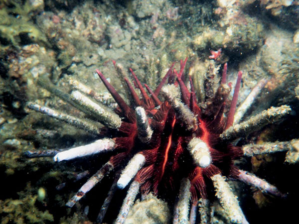潮間帶附近的環棘鋸棘頭帕個體，反口面的大棘通常較短且不規則，也較常有附生的生物棲息。