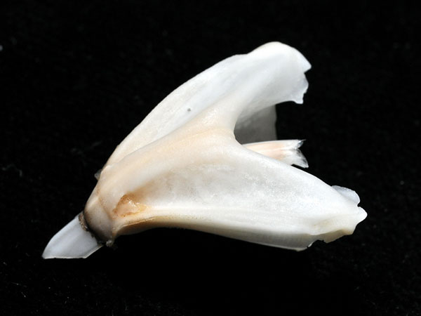 蹄棘革海膽組成口器的牙齒。