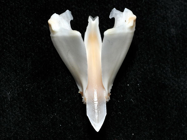 蹄棘革海膽組成口器的牙齒。