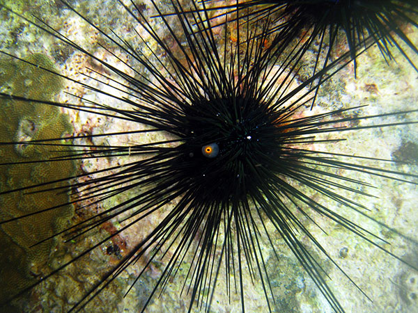 刺冠海膽生態照。