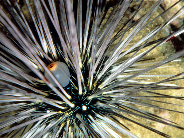 刺冠海膽幼體，大棘呈白刺型。