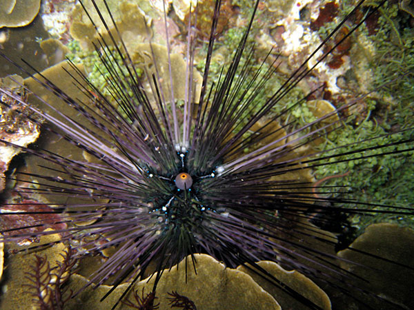 刺冠海膽小個體，大棘呈雜色型。
