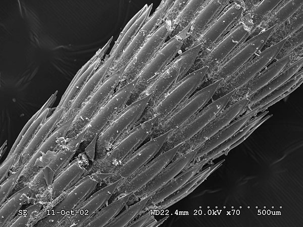 刺冠海膽大棘SEM (放大70x)。