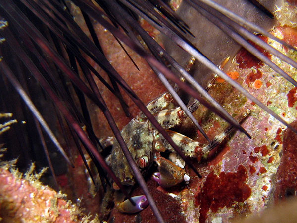 躲藏在刺冠海膽大棘下的裸掌盾牌蟹。
