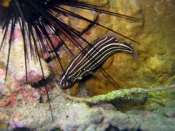 躲藏在刺冠海膽大棘下的六線皂鱸幼魚。