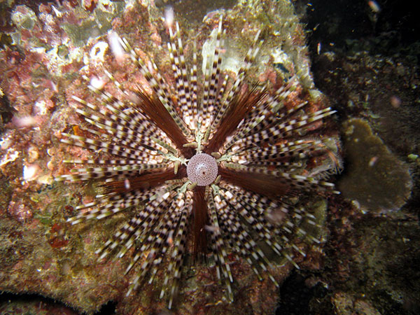 環刺棘海膽斑刺型較大個體。