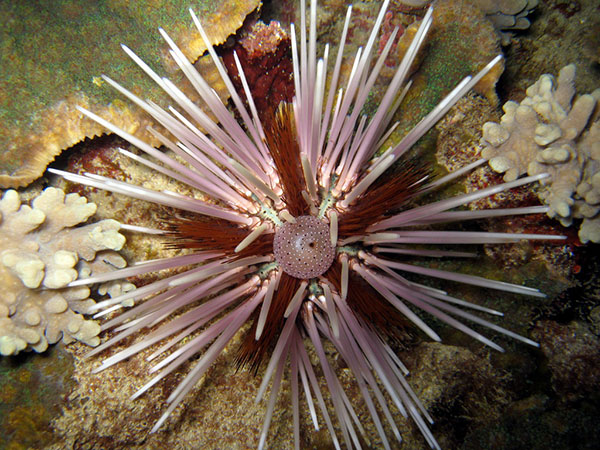 環刺棘海膽白刺型小個體。