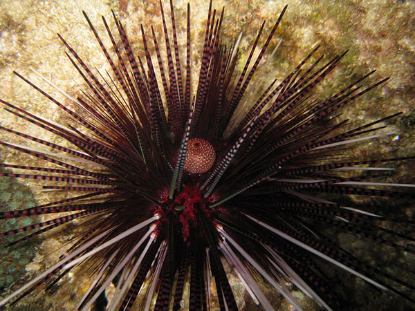 環刺棘海膽紅刺型大個體。
