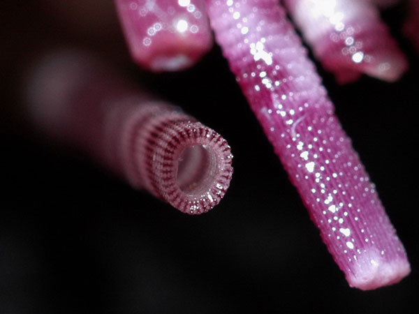 環刺棘海膽的間步帶大棘，中空部分超過直徑二分之一以上。