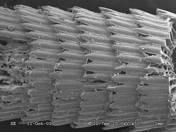 環刺棘海膽的大棘SEM，放大50x。