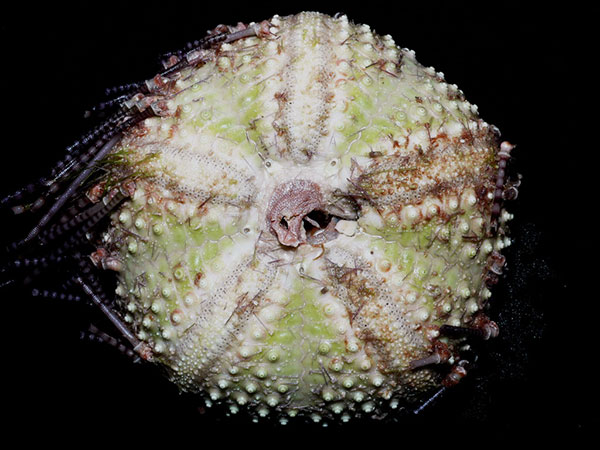 環刺棘海膽的體殼，間步帶區呈淺綠色。