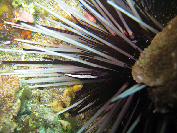棲息在環刺棘海膽大棘間的共棲蓋隱蝦。