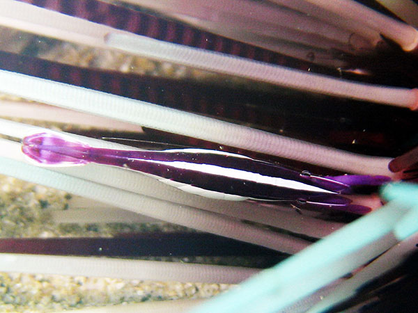 棲息在環刺棘海膽大棘間的共棲蓋隱蝦近觀。