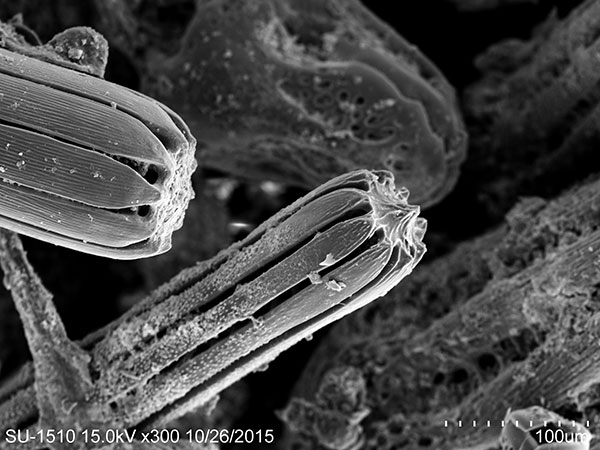 刻孔海膽大棘尖端SEM，放大300x。