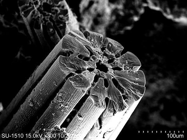 刻孔海膽大棘橫截面SEM，放大300x。