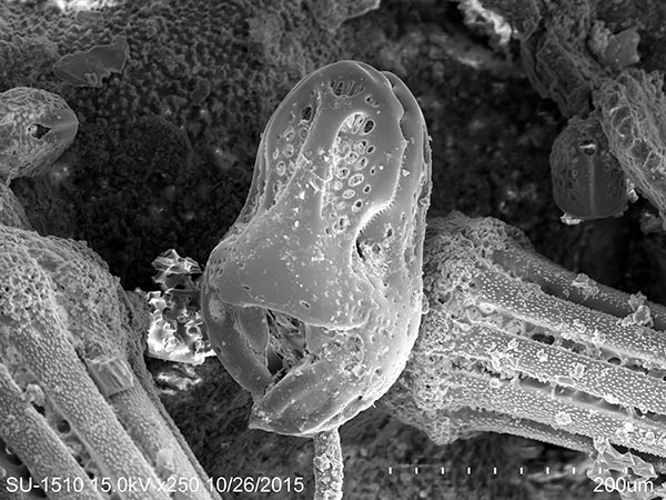 刻孔海膽蛇首叉棘SEM，放大250x。