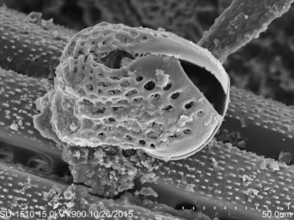 刻孔海膽葉形叉棘SEM，放大900x。