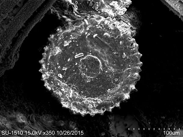 刻孔海膽管足吸盤 SEM，放大350x。