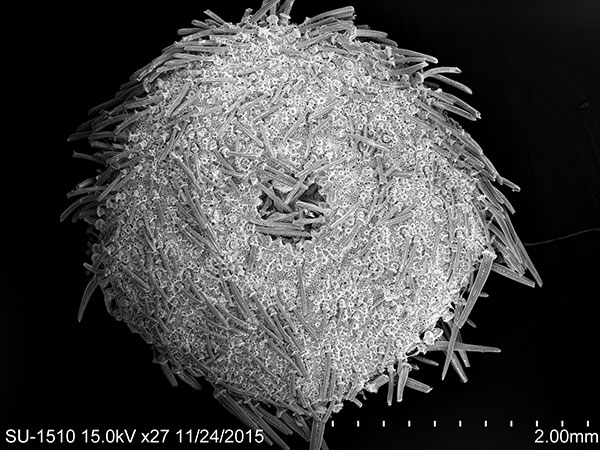 馬氏中華扣海膽口面SEM 放大27x。