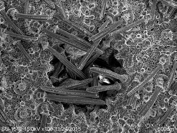 馬氏中華扣海膽口部SEM 放大100x。