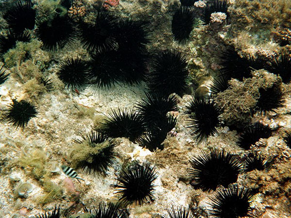 以往口鰓海膽成群棲息於小琉球潮池的盛況。