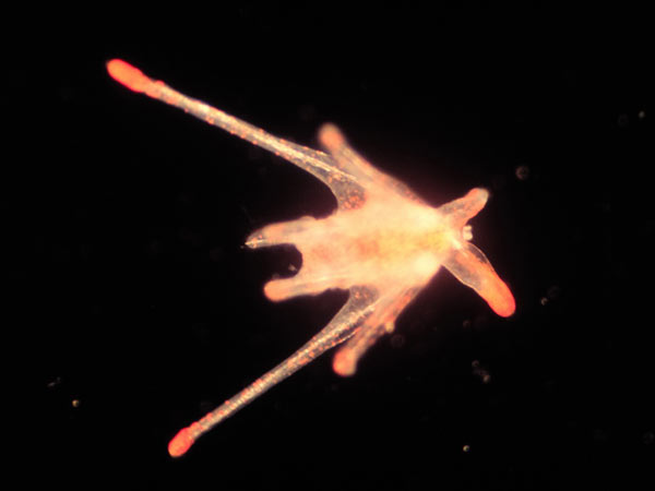 口鰓海膽的浮游幼生，呈兩側對稱。