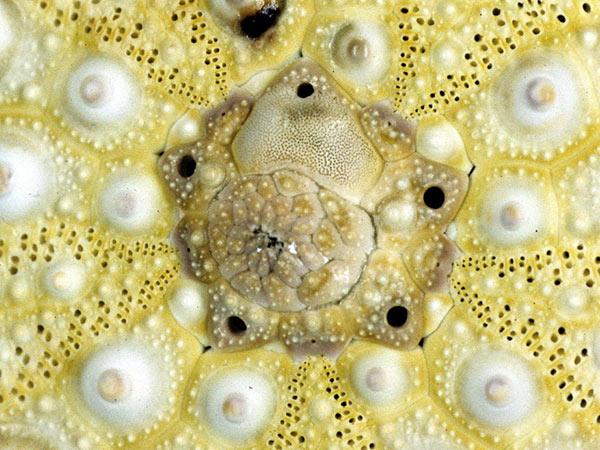 口鰓海膽的體殼反口面頂系，中央細板圍繞的開口為肛門，四周五個開孔為生殖孔，最大的一塊生殖板為篩板。