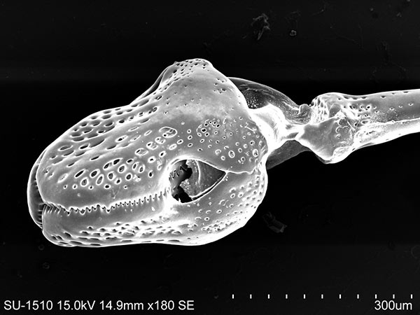 口鰓海膽的蛇首叉棘SEM，放大180x。