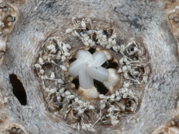 斑腔海膽口部，同樣有發達的蛇首叉棘保護。