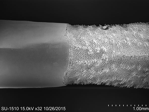 斑腔海膽大棘領部與刺身SEM照片，放大 32x。