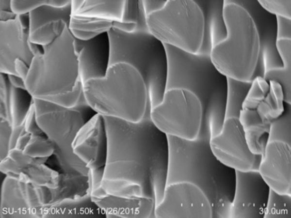 斑腔海膽大棘截面SEM照片，放大 1500x。