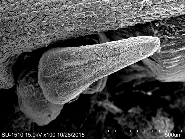 斑腔海膽三叉叉棘SEM照片，放大 100x。