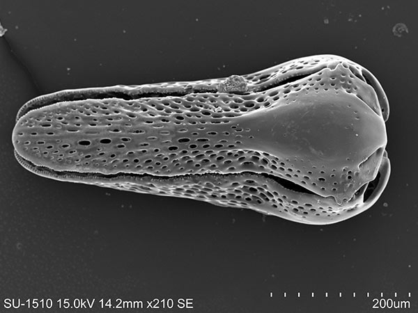 斑腔海膽三叉叉棘SEM照片，放大 210x。