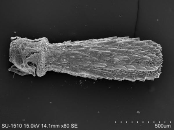斑腔海膽反口面棒狀小棘SEM照片，放大 80x。