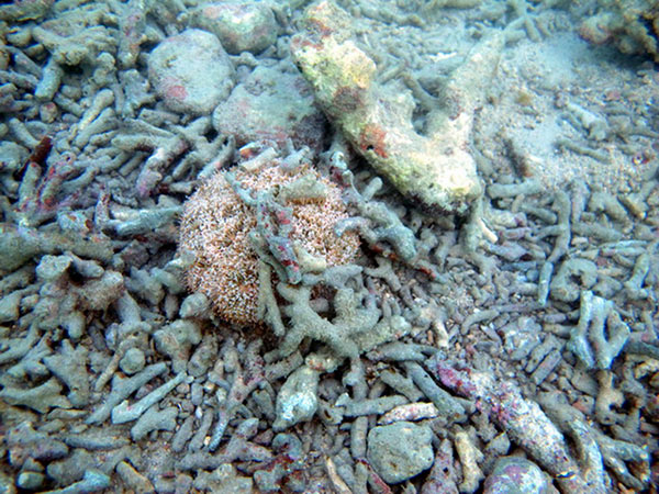 喇叭毒棘海膽喜歡棲息在粗珊瑚碎塊的底質，以便刮食附生碎塊上的石灰藻。