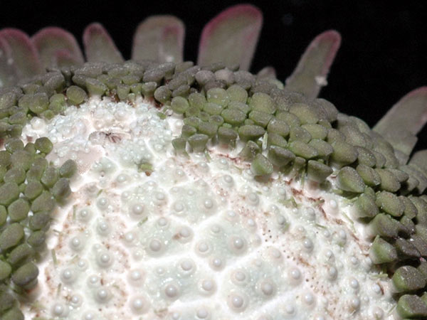 默氏笠海膽反口面大棘短，且末端膨大如鉚釘或蘑菇狀。