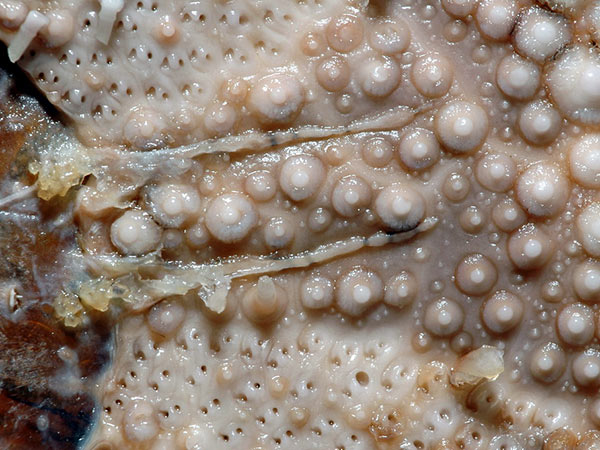 默氏笠海膽體殼口面鰓裂，細且狹長。