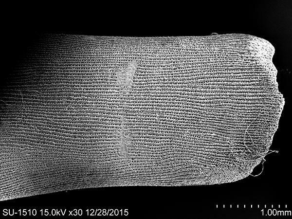 默氏笠海膽身體邊緣的扁平狀大棘SEM，放大30X。