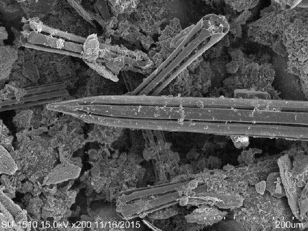 細長而尖銳型大棘的尖端 SEM，放大200x。