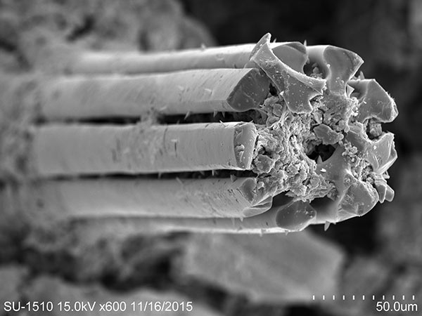 細長而尖銳型大棘截面 SEM，放大600x。