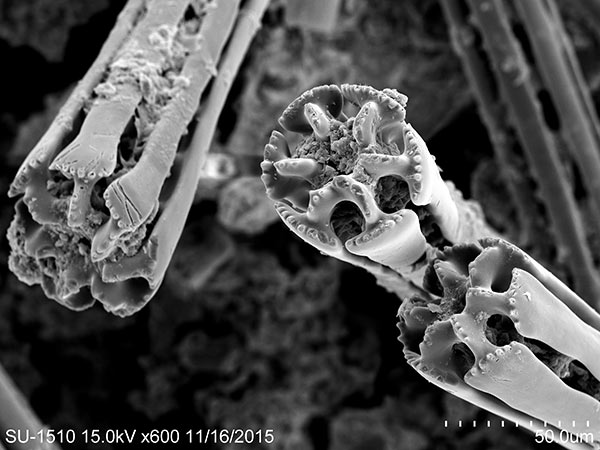 短鈍型大棘的頂端SEM，放大600x。