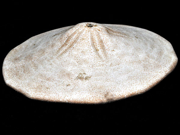 此次展出之富士山餅乾海膽體殼標本側面觀。