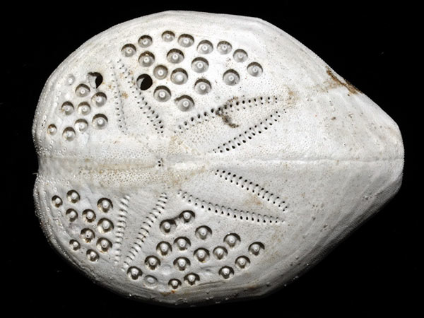 秀麗布萊海膽體殼反口面--灰白死殼標本。