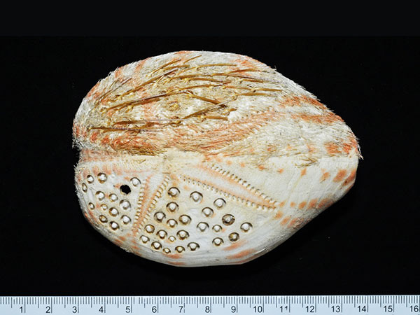 秀麗布萊海膽的體殼大型，常超過12公分以上。