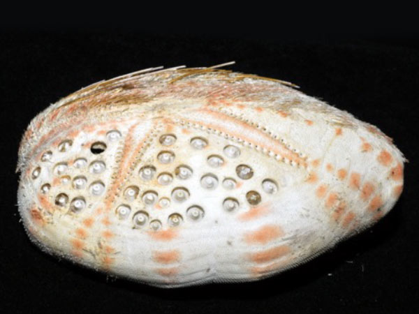 秀麗布萊海膽的體殼側面觀。