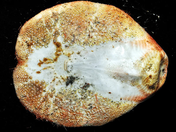 秀麗布萊海膽體殼口面觀，口部位於前端約1/3處。