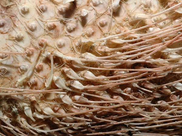 秀麗布萊海膽口面兩側之大棘，基部變寬扁平。