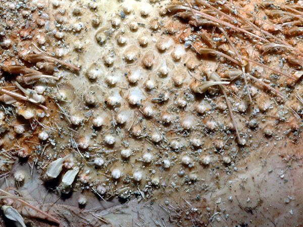 秀麗布萊海膽口面兩側之大疣，突起呈螺旋形。