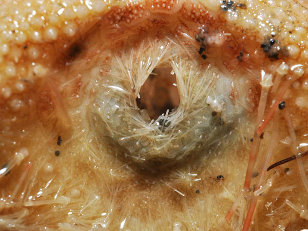 秀麗布萊海膽後端凹入，內有圍肛部及肛門。